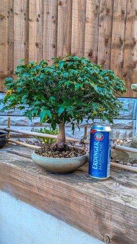 Kiyohime japanese maple bonsai - maple,
