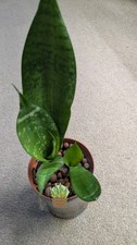 Baby/young Snake Plant