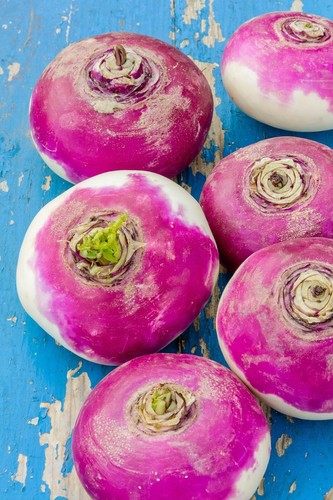 Turnip purple top milan - turnip,