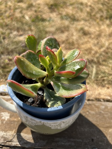 Crassula jade plant money - -,