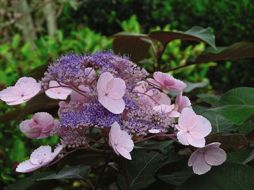 Suttons hydrangea aspera - suttons,