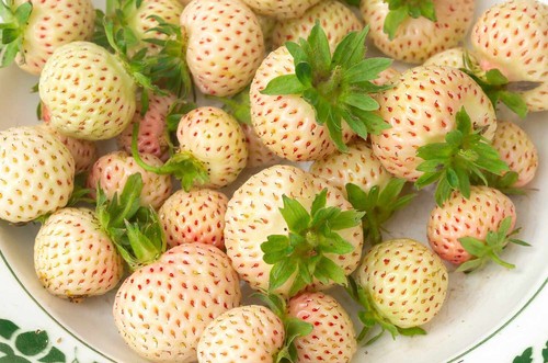 3xstrawberry pineberry jumbo - 3xstrawberry, 'pineberry'