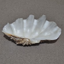 1.2  Kg NATURAL GIANT CONCH