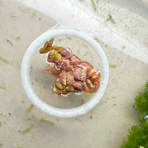 Red root floater - red,