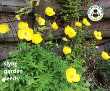 Welsh Poppy native  British wild flower seeds perennial yellow orange mix