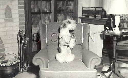 Vintage large animal - vintage, dog-