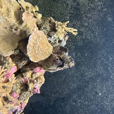 Aqua One Horizon Aquarium Fish