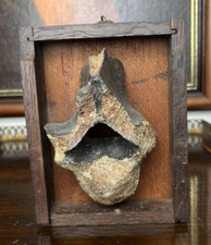 Unusual Antique Ice Age Fossil