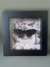 Taxidermy Dark Blue Tiger Butterfly (Tirumala Septentrionis) In Black Frame.