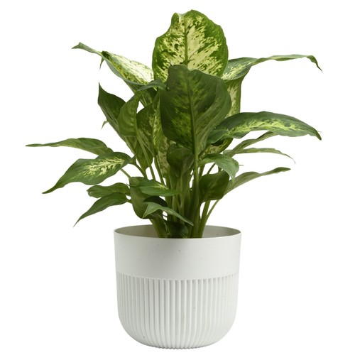 Plant pot flower planter - plant,