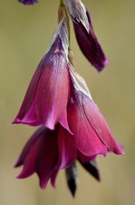 Dierama 'Blackberry Bells'