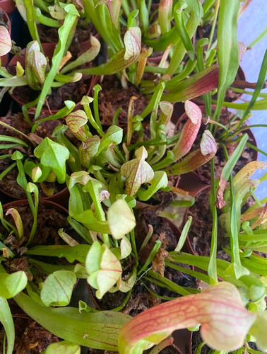Sarracenia velvet - 2", –