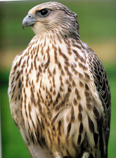 FALCONRY ~   UNDERSTANDING The