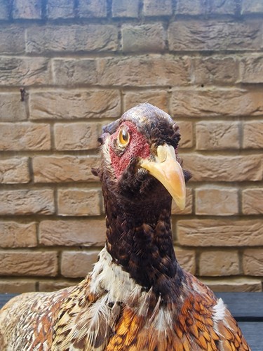 Vintage taxidermy ring - taxidermy, ring-necked
