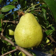 Doyenne comice pear - du,
