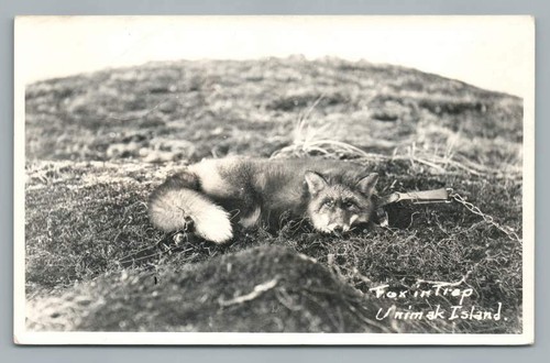 Poor little fox trap unimak - poor,