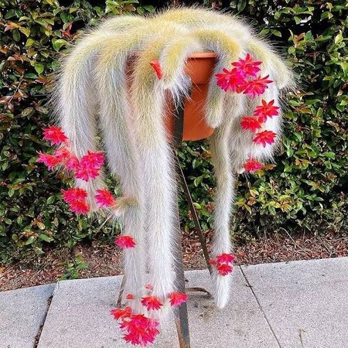 Monkey tail 7cm length - monkey,