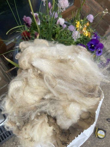 Kent raw whole sheep fleece - kent,