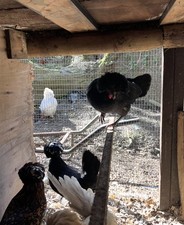 SIX FRESH Polish,Bantam White