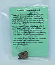 Jurassic Fossil Dinosaur