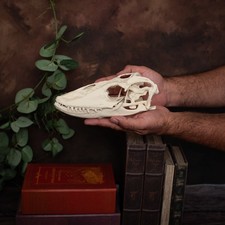 XL Komodo dragon – 22cm