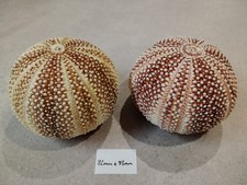 2 Large Scottish Sea Urchins