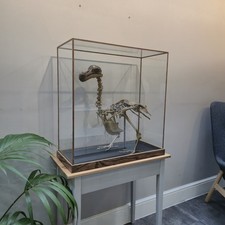 Replica Dodo Skeleton – Curiosity Cabinet Natural History Taxidermy Display Case