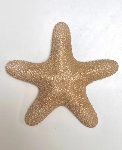 Large vintage dried starfish - vintage,