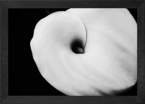 Calla lily black - in,