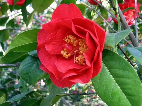 Camellia adolf auddusen - 'adolf, auddusen'