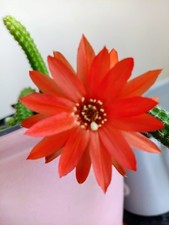 Peanut cactus indoor suculent - cactus,