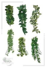 Komodo Vivarium Hanging Vine Plant -  Croton, Philodendron, Borneo, Sumatra