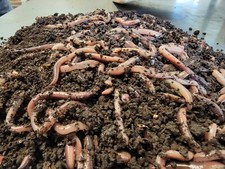 Baby Canadian Nightcrawlers