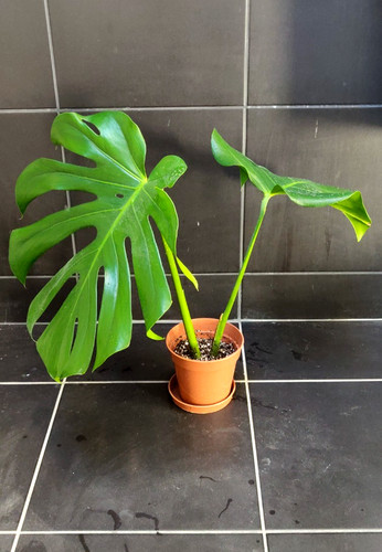 Monstera deliciosa - monstera,