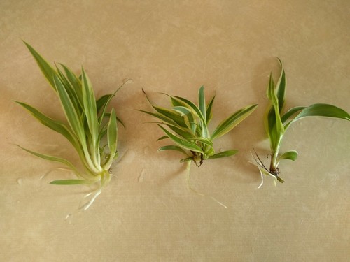 Three spider plant - three,
