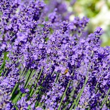 English Lavender - Lavandula Hidcote Herb Lavender Plants Outdoor Garden Ready