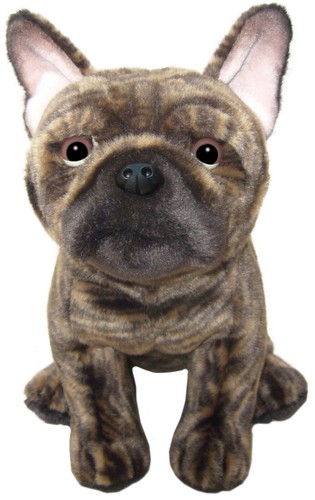 Brindle french bulldog teddy - bulldog,