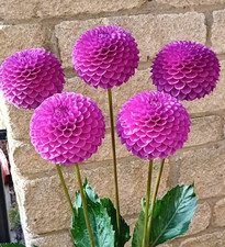 Dahlia Tubers. Blyton Stella. Miniature Dec. Pot tuber