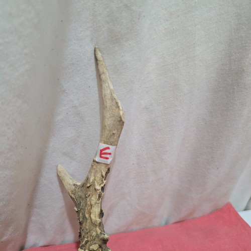 Deer roe antler - antler, ,thumbstick/