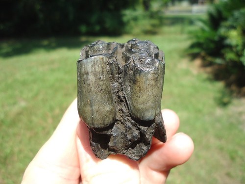 Bargain bison molar tooth - bison,