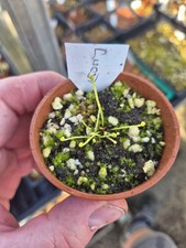Drosera Binata Ghost one