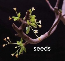 Bursera hindsiana  S eeds