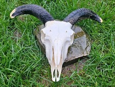 Ran Skull taxidermy art craft
