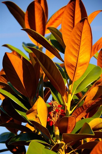 Magnolia grandiflora evergreen - magnolia,