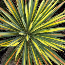 Yucca 'Colour Guard'. 2L