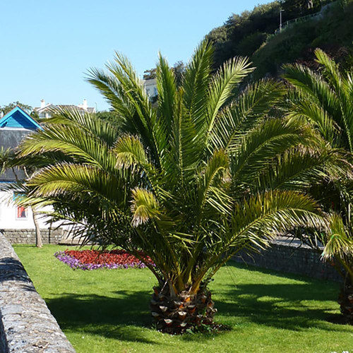 Pair phoenix palm trees - of,