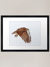 Red-tailed Hawk - Liftoff