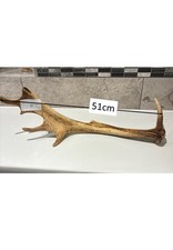 Fallow Deer Antler