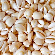 Natural Sea Shells Gold Ring