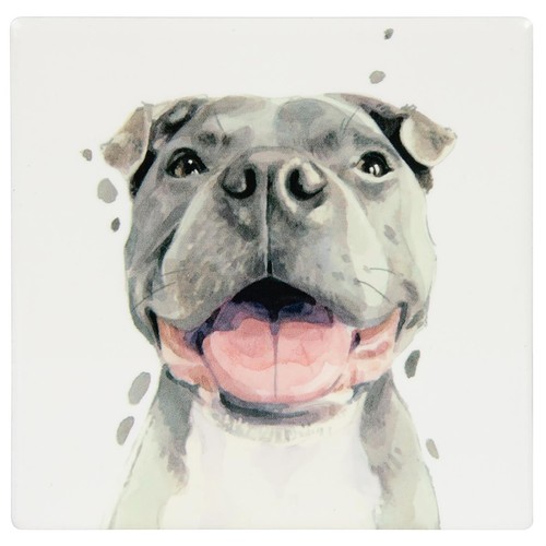Lesser pavey staffie dog - &,